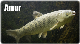 Amur