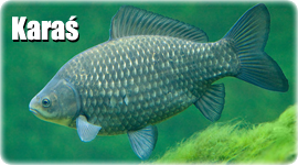 Karaś