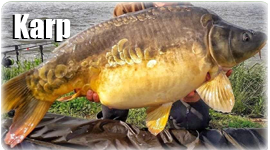 Karp
