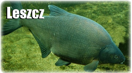 Leszcz