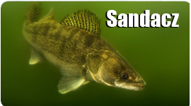 Sandacz