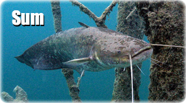 Sum