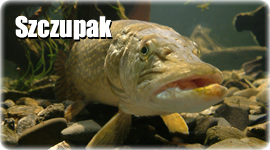 Szczupak